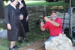 sheep shearing 032 (427x640)