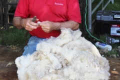 sheep shearing 055 (427x640)